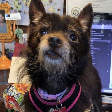 Cairn Terrier 