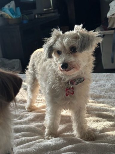 yorkie dorthy