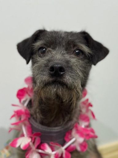 DAX Terrier 
