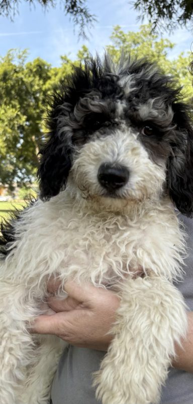 Aussie poodle cross Young puppy female 