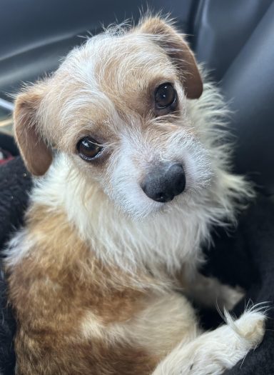 Meet Winnie
Winnie is about 2 yrs old. She weighs about 12 lbs. She is a sweet girl. Such a cutie pie! She is ready for he