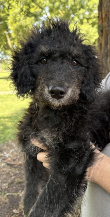 Kuma aussie-poodle