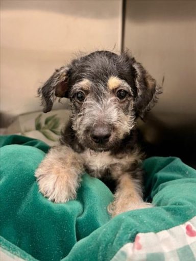 Marcus a terrier mix male located in Olivehurst CA