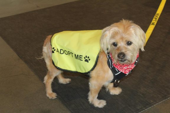 dumpling Yorkie 