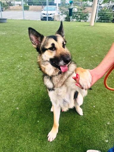 LUCKY NEED ADOPT