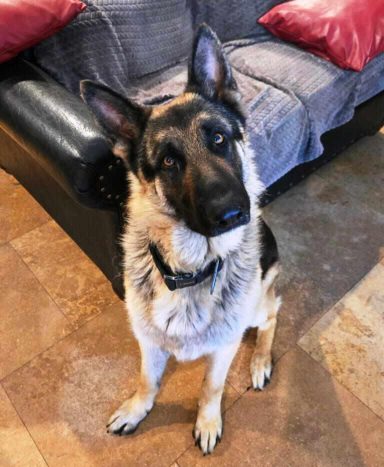 Meet Anchor
"Anchor" is a very handsome 70-lb, 2-yo neutered male GSD who is friendly, playful, 