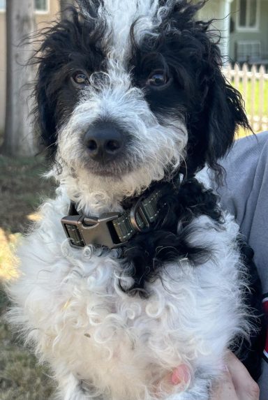 snoopy 
Poodle & Cockapoo Mix  Yuba City, CA